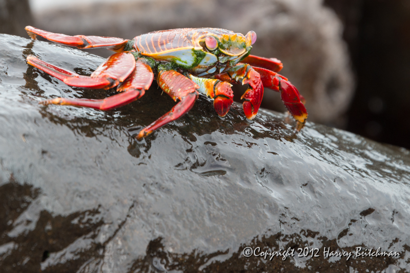 3698 Sally Lightfoot Crab.jpg